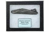 Bizarre Shark (Edestus) Jaw Section with Tooth - Carboniferous #269689-3